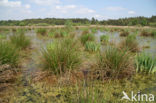 Pitrus (Juncus effusus)