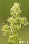 Poelruit (Thalictrum flavum)