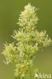 Common Meadow-rue (Thalictrum flavum)