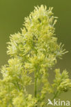 Common Meadow-rue (Thalictrum flavum)