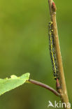 Porseleinvlinder (Abraxas sylvata