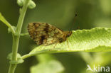 Purperstreepparelmoervlinder (Brenthis ino) 