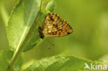 Purperstreepparelmoervlinder (Brenthis ino) 
