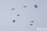 European Goldfinch (Carduelis carduelis)