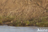 European Goldfinch (Carduelis carduelis)