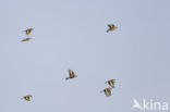 European Goldfinch (Carduelis carduelis)