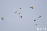 European Goldfinch (Carduelis carduelis)