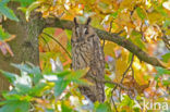 Long-eared Owl (Asio otus)