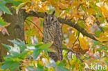 Long-eared Owl (Asio otus)