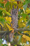 Long-eared Owl (Asio otus)