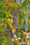 Long-eared Owl (Asio otus)