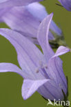 Rampion Bellflower (Campanula rapunculus)