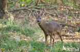 Roe Deer (Capreolus capreolus)
