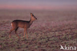 Roe Deer (Capreolus capreolus)