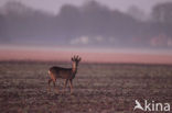 Roe Deer (Capreolus capreolus)