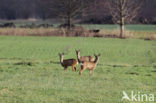 Ree (Capreolus capreolus)