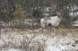 Reindeer (Rangifer tarandus tarandus)