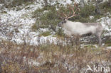 Rendier (Rangifer tarandus tarandus)