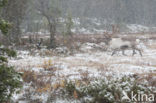 Reindeer (Rangifer tarandus tarandus)