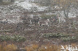 Reindeer (Rangifer tarandus tarandus)