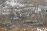 Reindeer (Rangifer tarandus tarandus)