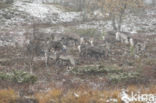 Rendier (Rangifer tarandus tarandus)