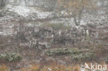 Reindeer (Rangifer tarandus tarandus)