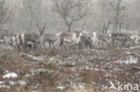 Reindeer (Rangifer tarandus tarandus)