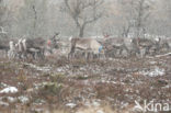 Rendier (Rangifer tarandus tarandus)