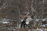 Rendier (Rangifer tarandus tarandus)