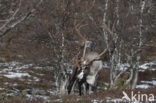 Reindeer (Rangifer tarandus tarandus)