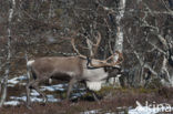 Rendier (Rangifer tarandus tarandus)