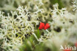 Reindeer Lichen (Cladina)