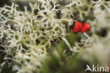 Reindeer Lichen (Cladina)