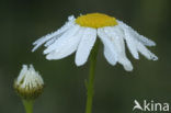 Reukloze kamille (Tripleurospermum maritimum)