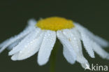 Reukloze kamille (Tripleurospermum maritimum)