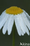 Reukloze kamille (Tripleurospermum maritimum)