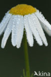 Reukloze kamille (Tripleurospermum maritimum)