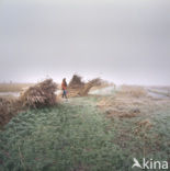 Common Reed (Phragmites australis)