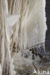 Riet (Phragmites australis)