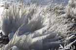 Riet (Phragmites australis)