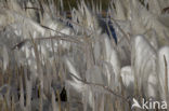 Common Reed (Phragmites australis)