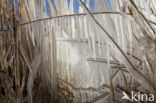 Riet (Phragmites australis)