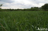 Common Reed (Phragmites australis)