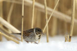 Reed Bunting (Emberiza schoeniclus)