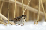 Reed Bunting (Emberiza schoeniclus)