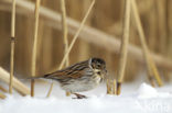 Reed Bunting (Emberiza schoeniclus)