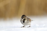 Reed Bunting (Emberiza schoeniclus)