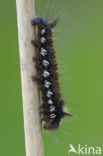 The Drinker (Euthrix potatoria)