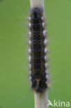 The Drinker (Euthrix potatoria)